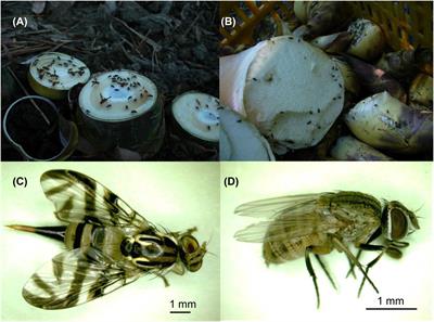 Transmission of Bamboo mosaic virus in Bamboos Mediated by Insects in the Order Diptera